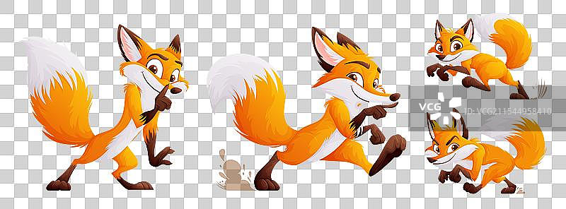 一组四只狡猾但可爱的成年狐狸图片素材