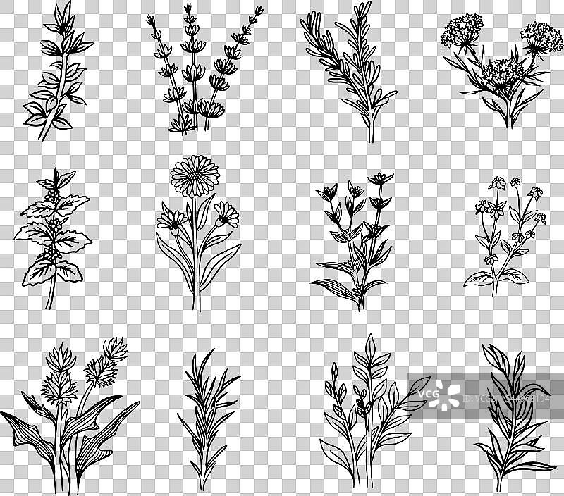 草药和野花图片素材