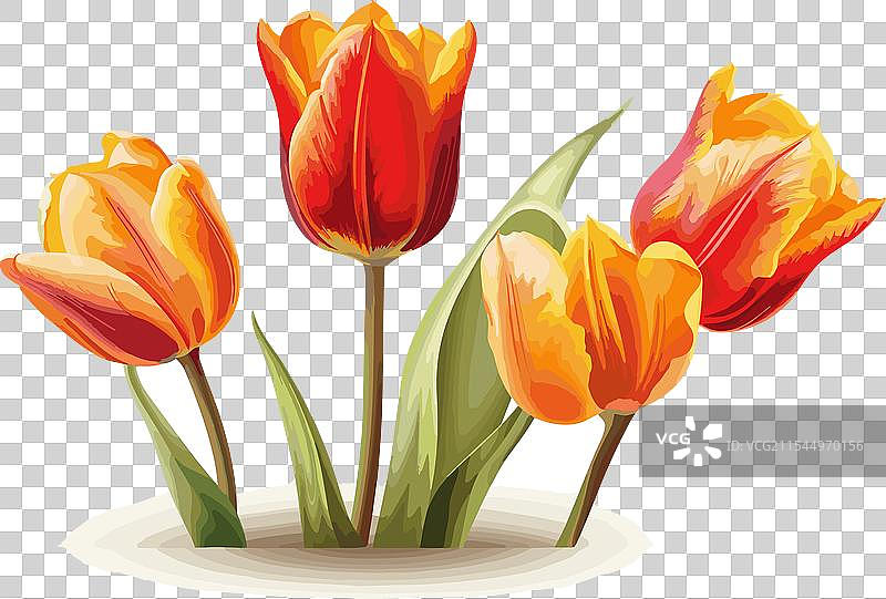 郁金香艺术作品，白色背景图片素材