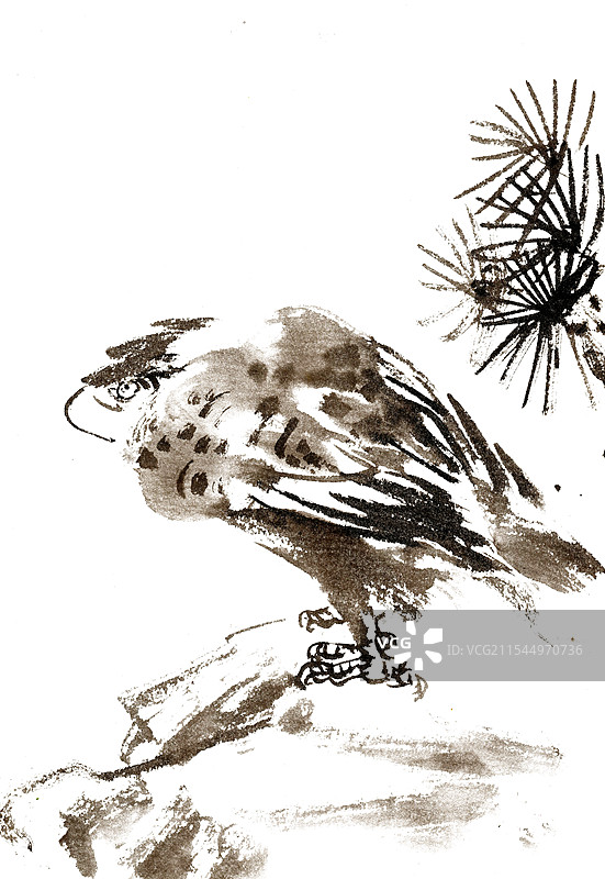 松树与鹰图片素材