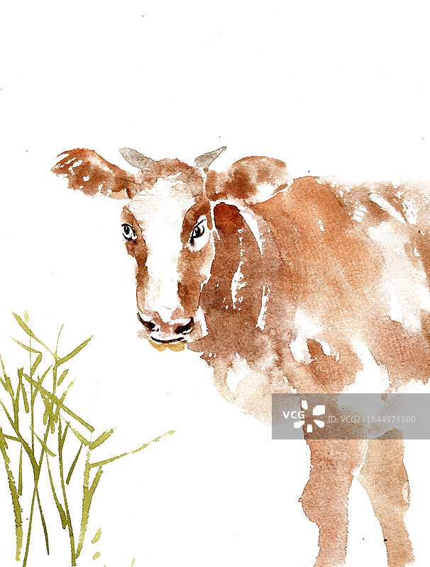 站立的黄牛图片素材