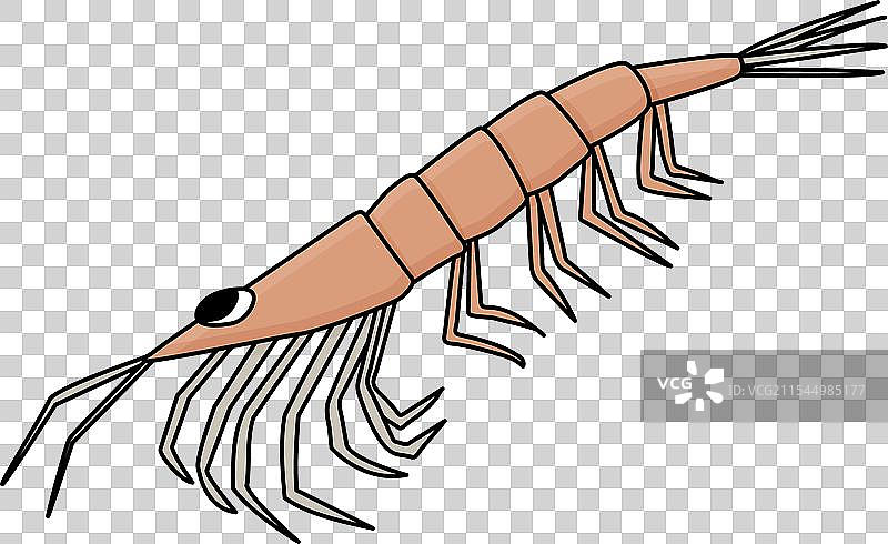 手绘轮廓草图的南极磷虾卡通图图片素材