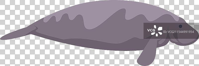 大型灰色海牛在水下游泳图片素材