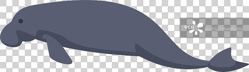 可爱的海牛在水下游泳图片素材