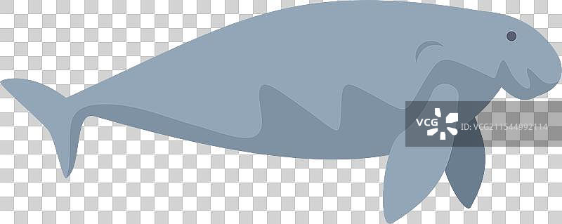 大型灰色海牛在水下游泳图片素材