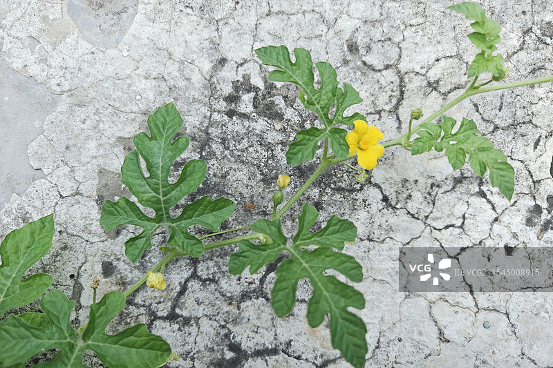 干裂水泥地面上的开花西瓜藤苗小黄花小西瓜努力生长图片素材