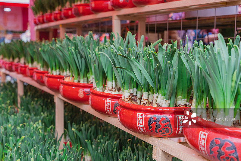 深圳|爱国路花市|年花图片素材