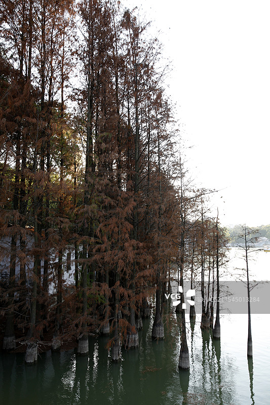 广西南宁市狮山公园水杉图片素材