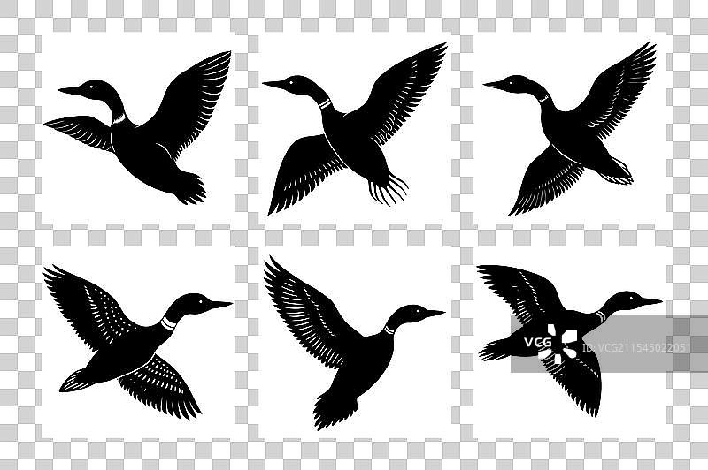 飞翔的潜鸟剪影图片素材