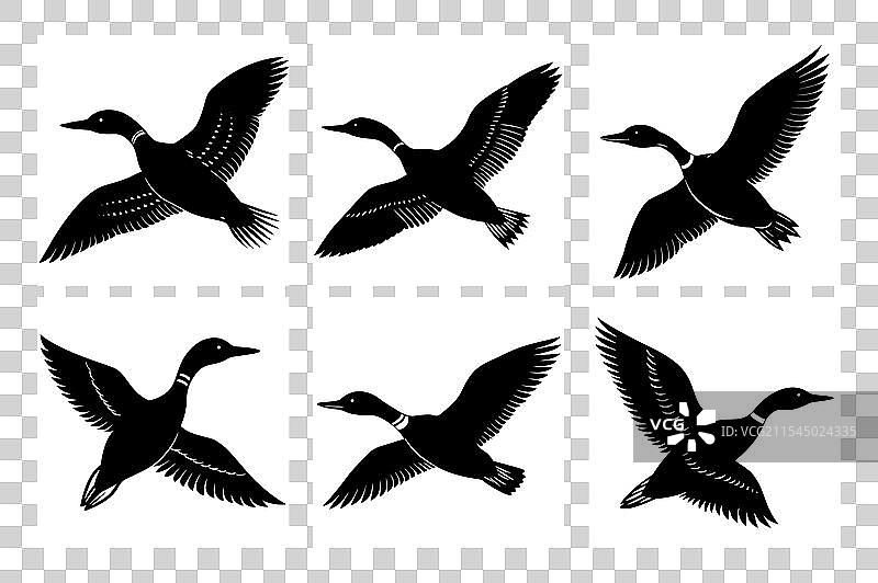 飞翔的潜鸟剪影图片素材