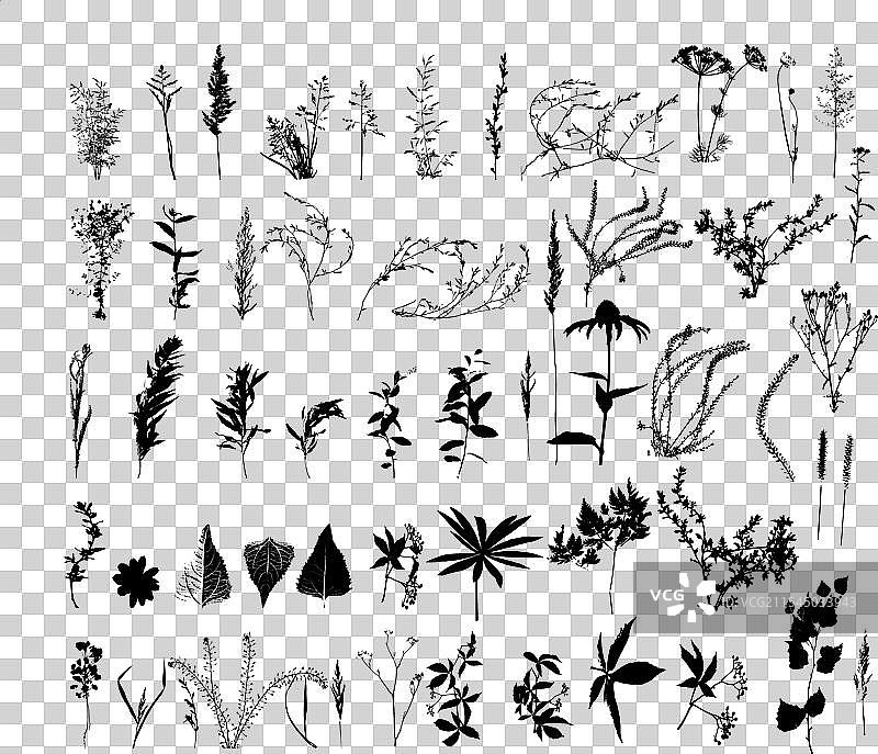手绘的野生草地草药和花卉组合图片素材