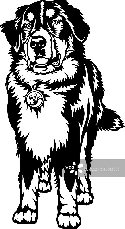 伯恩山犬品种 - 宠物剪切文件图片素材