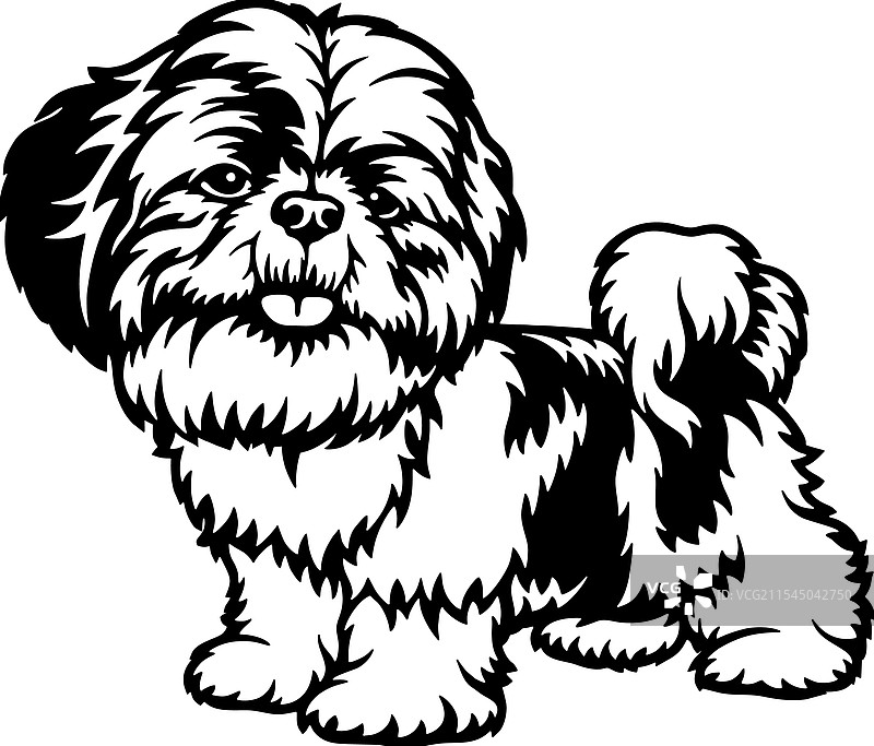 西施犬 - 宠物剪切文件狗图片素材