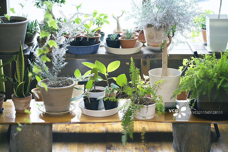 窗台上排放着花盆图片素材
