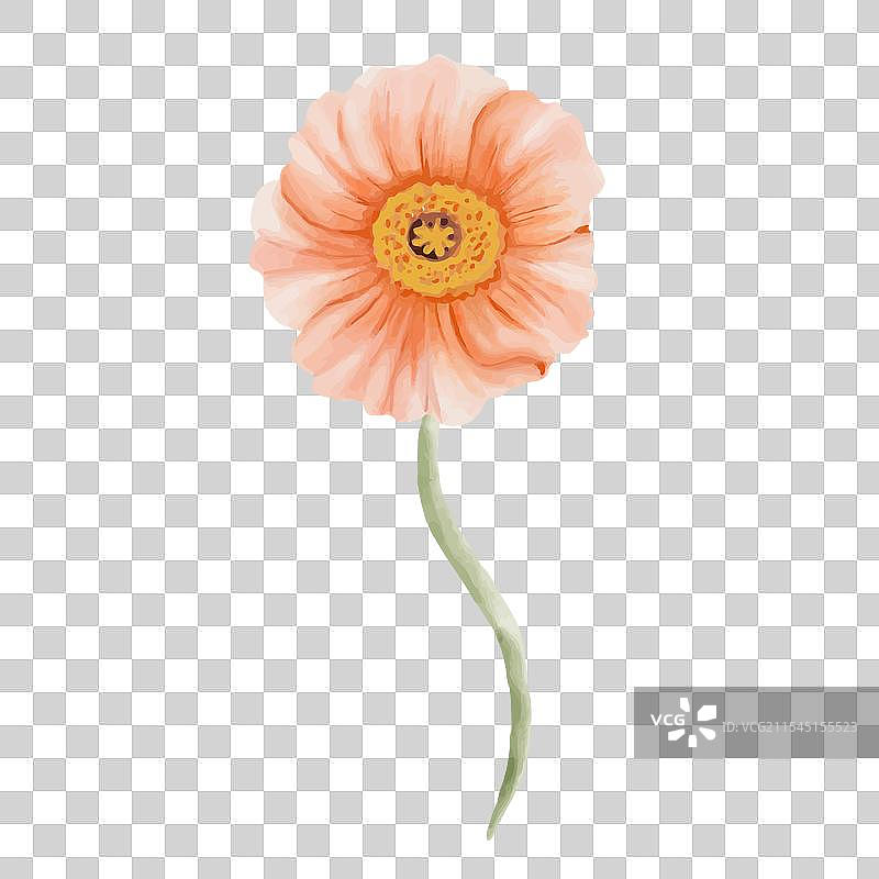 桃色冰岛罂粟花的俯视图图片素材