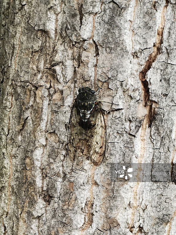 附着在树上的蝉图片素材
