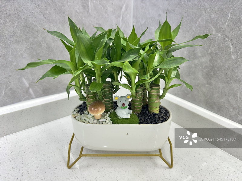 一盆小盆栽图片素材