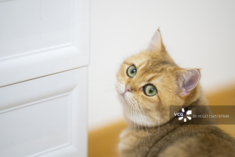 金渐层图片素材