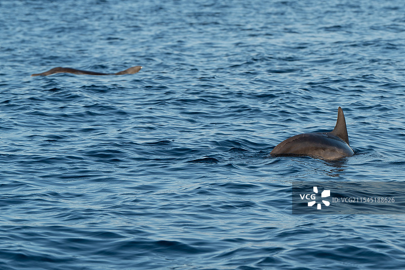 罗威纳的海豚图片素材