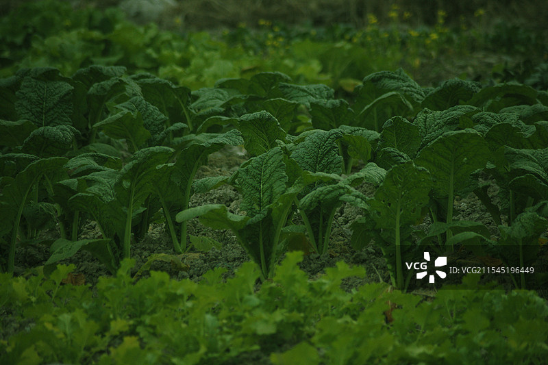 菜园——2025年dpp深度调色新想法（提绿，压红，微调蓝，使画面总体呈现绿色色调）图片素材