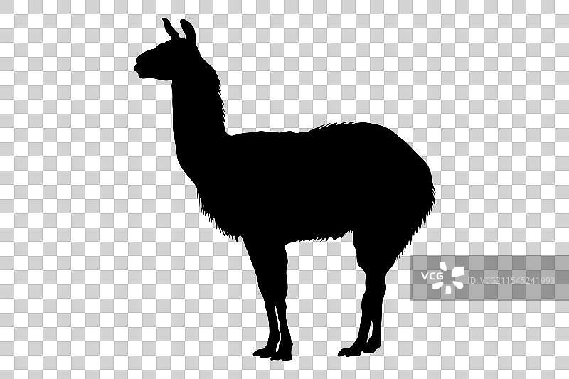 站立的动物骆驼黑色轮廓侧面图片素材