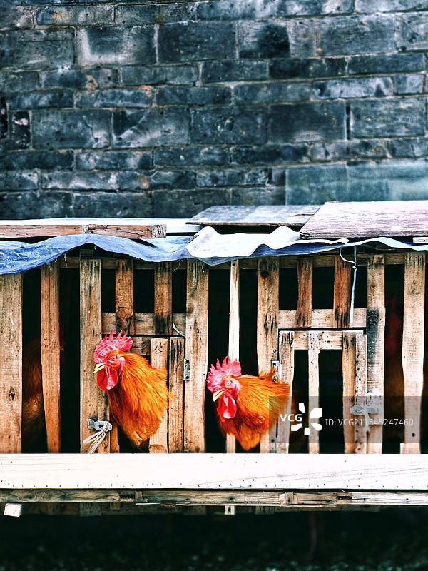 关在鸡笼里的土公鸡图片素材