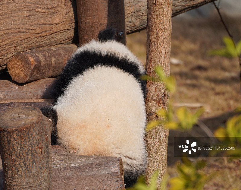 趴趴熊猫图片素材
