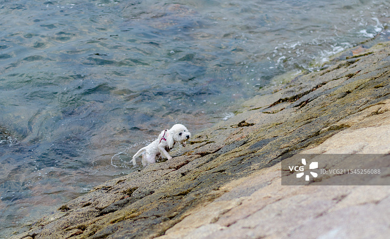 一只海边的泰迪狗图片素材