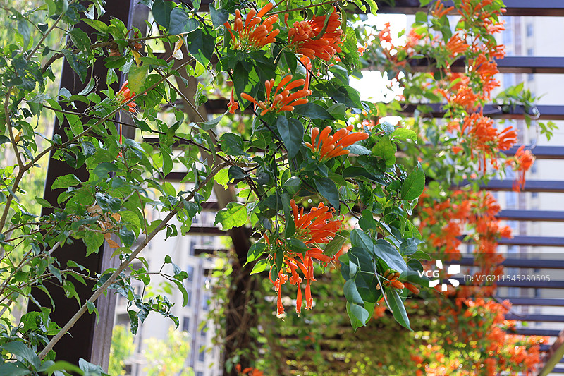 新年第一拍，花鸟贺春海南三亚，亚龙湾火车站，热带植物，热带雨林，春节，节日，春节祝福图片素材
