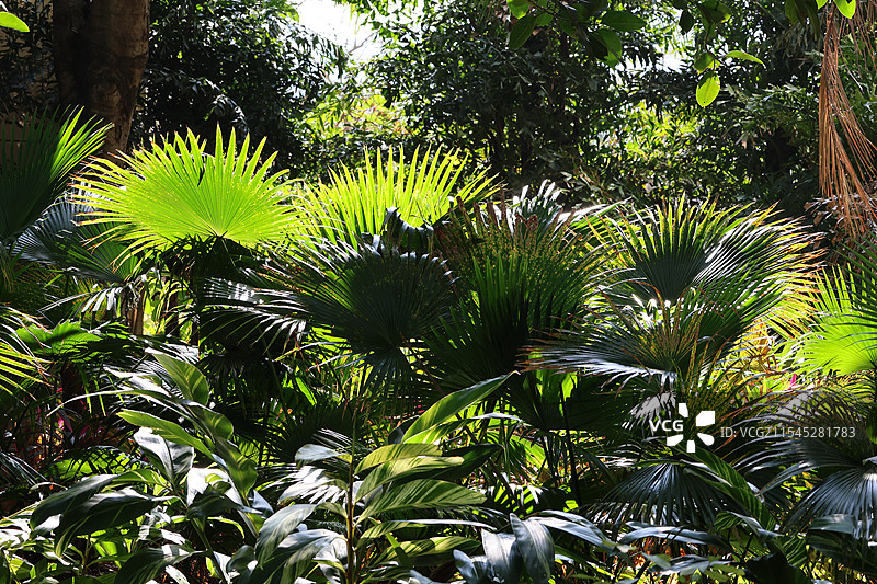 新年第一拍，花鸟贺新春海南三亚，亚龙湾火车站，热带植物，热带雨林，春节，节日，春节祝福图片素材