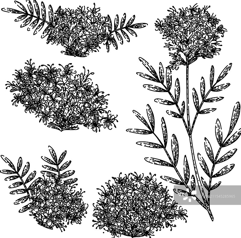 缬草植物素描手绘图图片素材