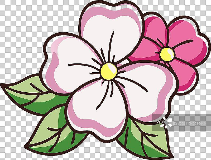 凤仙花 - 可爱的花朵图片素材