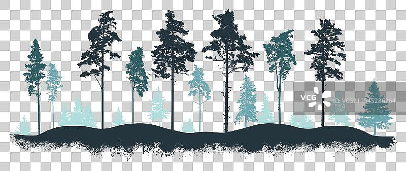 冬季针叶林的松树剪影图片素材