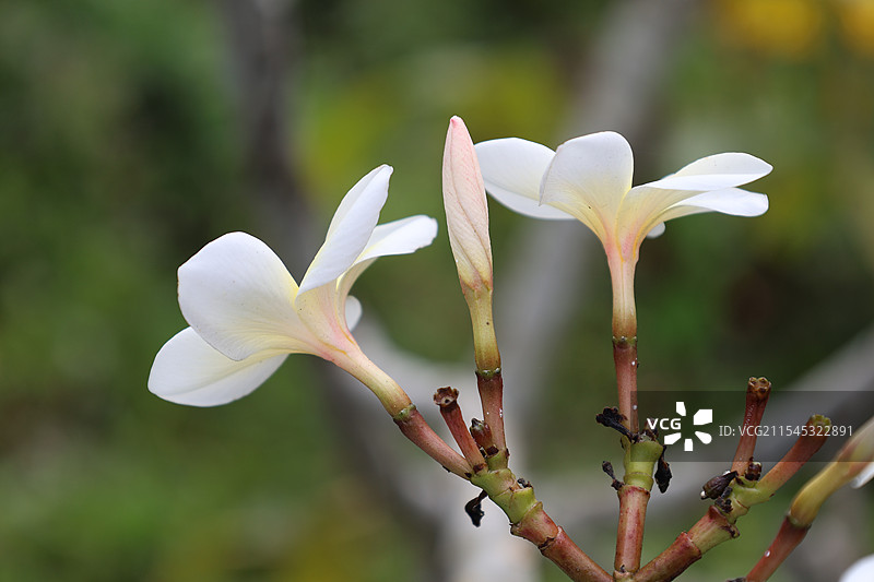 海南三亚大茅山庄，高山云雾，热带雨林花，热带植物，花图片素材