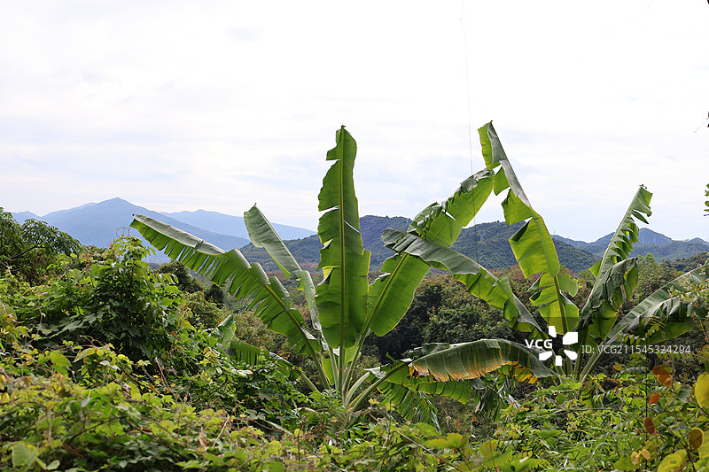 海南三亚大茅山庄，高山云雾，热带雨林花，热带植物，花图片素材