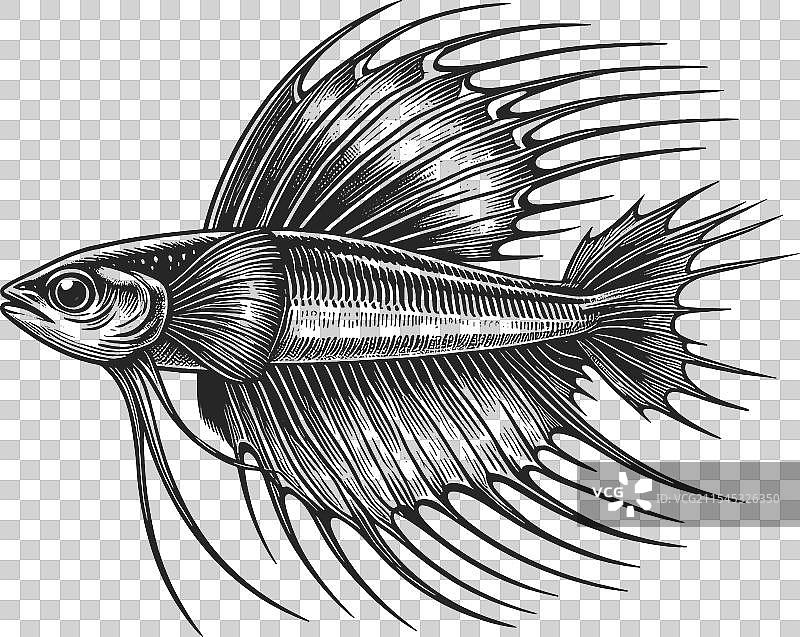 雕刻的暹罗斗鱼图片素材