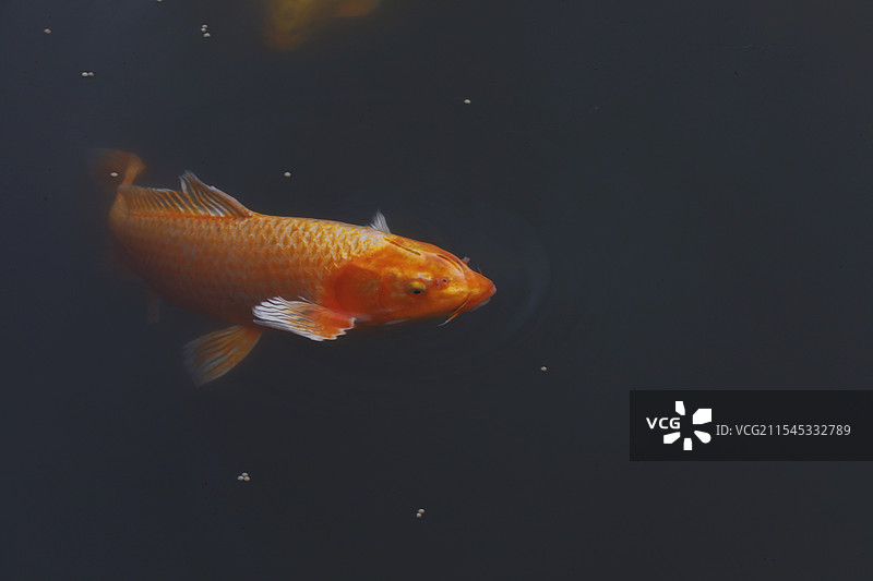 金鱼图片素材