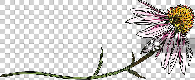 手绘的紫锥花用于健康与美丽设计图片素材