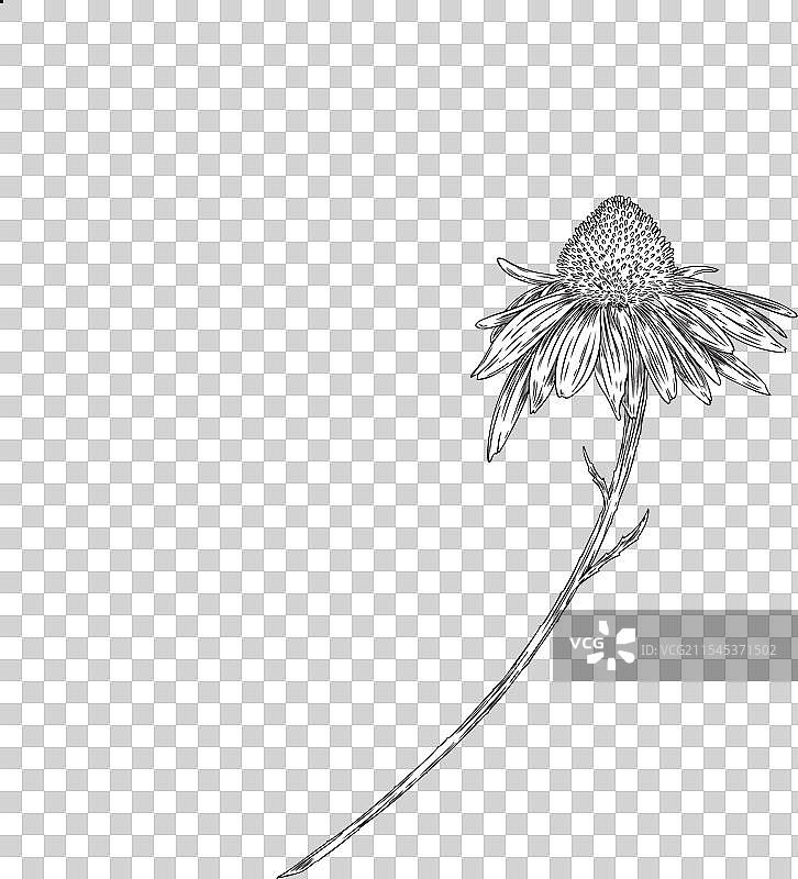 紫锥花素描图片素材