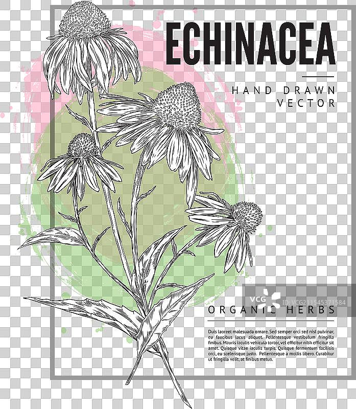 紫锥花草药海报设计图片素材