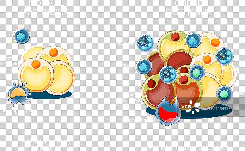 脂肪组织、肥胖与炎症图片素材