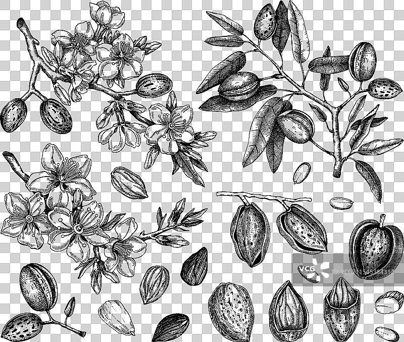 手绘复古杏仁坚果素描集图片素材