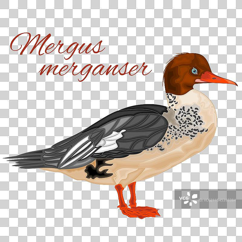 可爱的年轻水鸟——鸳鸯图片素材