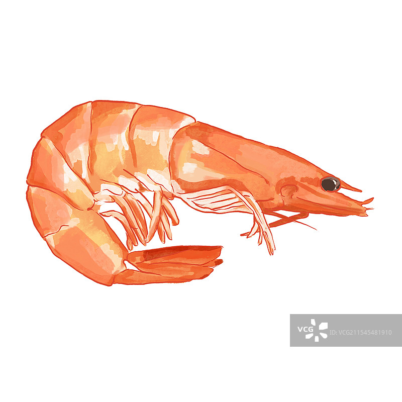 虾(1)图片素材