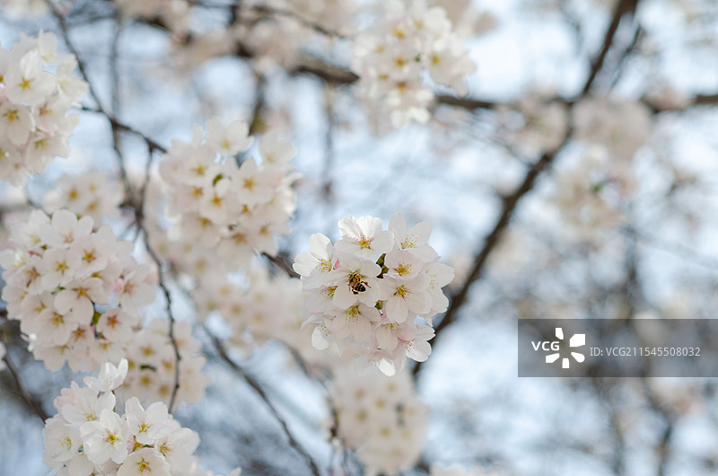 春天簇拥在一起的洁白的樱花图片素材