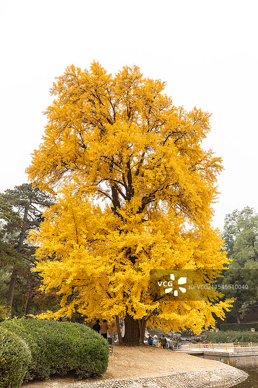 北京香山宾馆银杏秋色图片素材
