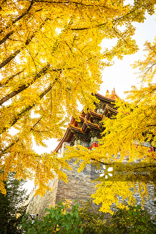 北京故宫角楼银杏秋色图片素材