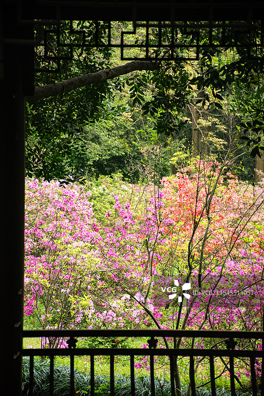 杭州植物园古亭与杜鹃花框景构图图片素材