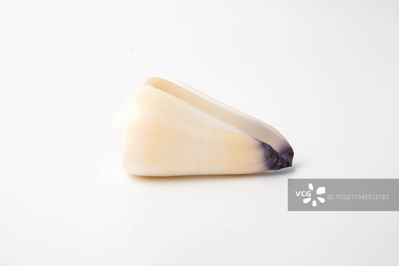 海螺贝壳-芋螺属-玉女芋螺 Conus virgo图片素材