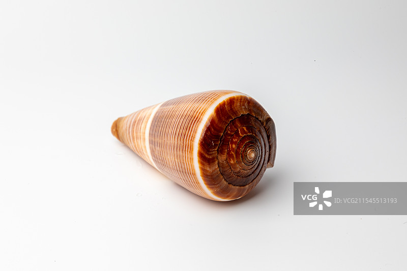 海螺贝壳-芋螺属-黑线芋螺 Conus figulinus图片素材